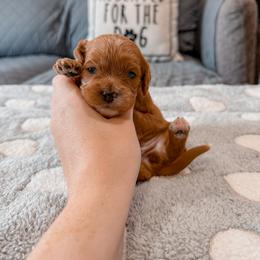 Jam - Red female Cavapoo puppy in Mayo, Florida from Kingston’s Cavaliers