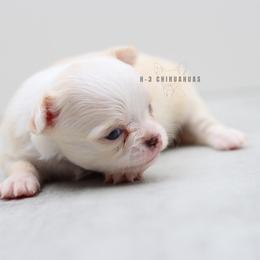 Boy 2 - Cream and white male Chihuahua puppy in Tulsa, Oklahoma from H-3 Chihuahuas
