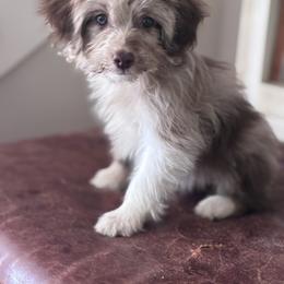 Mocha - Brown merle female Aussiedoodle puppy in Strasburg, Pennsylvania from Still Water Puppies