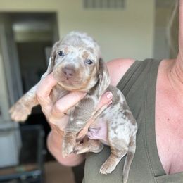 Ash - Dapple male Dachshund puppy in Marion, Ohio from Doodles & Doxies