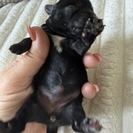 Juniper ( tiny toy) - Black female Yorkipoo puppy in Fredericktown, Missouri from Doodle Pups Fur-Ever