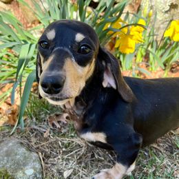 Winston - Dachshund
