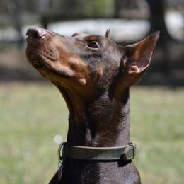Doberman Pinschers from Cumplido Dobermans