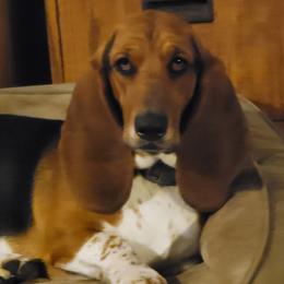Quinley - Basset Hound