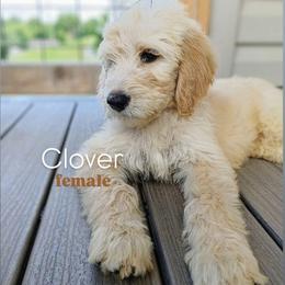 Clover - Apricot female Goldendoodle puppy in Ringgold, Georgia from Re Family Doodles