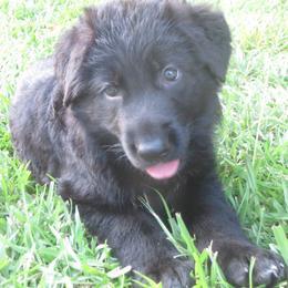 German Shepherd Puppies from V Diamondburg Kennels