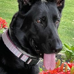 German Shepherds from Wonder Paws German Shepherds