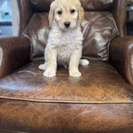 Bernedoodle, Bernese Mountain Dog, and Goldendoodle Puppies from Red Door Canines