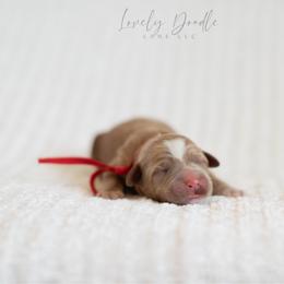 Red Collar Boy - Caramel male Australian Labradoodle puppy in Thousand Oaks, California from Lovely Doodle Lane