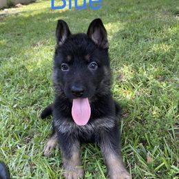 German Shepherd Puppies from East Texas GSD
