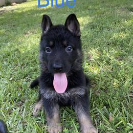 German Shepherd Puppies from East Texas GSD