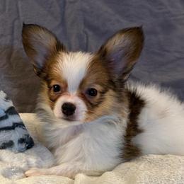 Paul - White and sable male Papillon puppy in Central Florida, Florida from Sunshine Papillons
