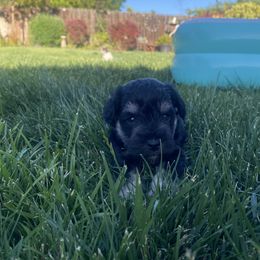 Miniature Schnauzer Puppies from Debbie Melton