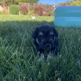 Miniature Schnauzer Puppies from Debbie Melton
