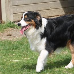 Luna - Australian Shepherd