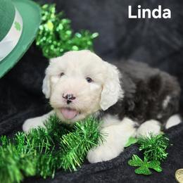 Linda - Gray and white female Old English Sheepdog puppy in Sutherlin, Oregon from Sapphire Eyes Sheepdogs