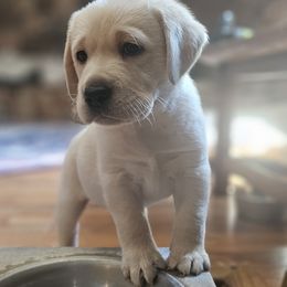 Labrador Retriever Puppies from Eternity Labradors