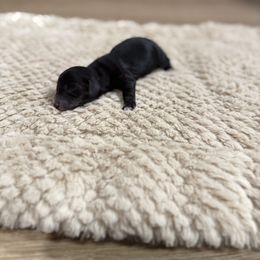 Black and cream - Black and cream female Dachshund puppy in Crestview, Florida from Neverending Dachies