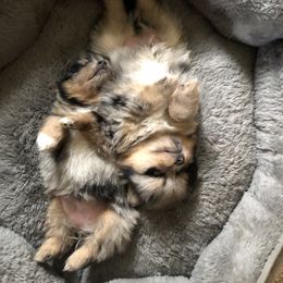 Pomeranian Puppies from Froggwoods Pomeranians