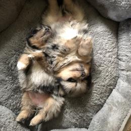 Pomeranian Puppies from Froggwoods Pomeranians