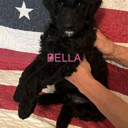 Goldendoodle Puppies from Oodles of Doodles