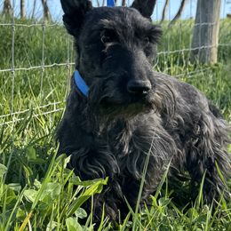 Bentley - Scottish Terrier