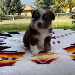 Willow - Red & white female Miniature Australian Shepherd puppy in Oroville, Washington from High Mountain Aussies