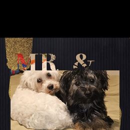 Havanese puppies from Happy Havi Tails
