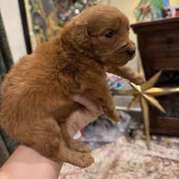 Boy 1 - Red  male Goldendoodle puppy in Meridian, Mississippi from Magnolia Poodles and Doodles