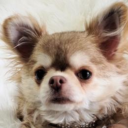 Alondra - Chihuahua