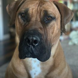 Tikka - Red female Boerboel puppy in Blackfoot, Idaho from Rocky Mountain Boerboels & Belgian Malinois