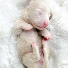 Chanel - Cream female Dachshund puppy in Redding, California from Jean & Mae Doxies