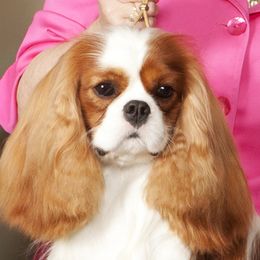 Cavalier King Charles Spaniels from Wellsworth CKCS