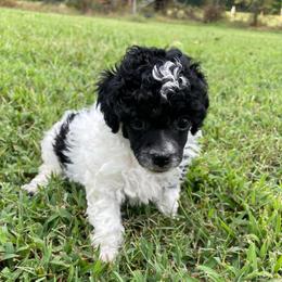 Bandit - Parti male Poodle puppy in Bee Branch, Arkansas from Scroggins Creek Doodles