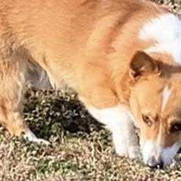 Henry - Pembroke Welsh Corgi
