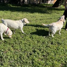 Labrador Retrievers from Bella Frieda Farm Labrador Retrievers