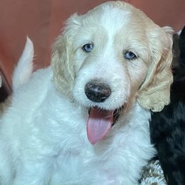 Aussiedoodle and Goldendoodle Puppies from Toledo Creek Doodles