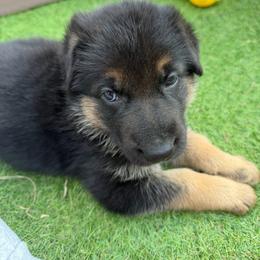 Boy 1 - Black and tan male German Shepherd puppy in Hollis Center, Maine from Noble German Shepherds of Maine