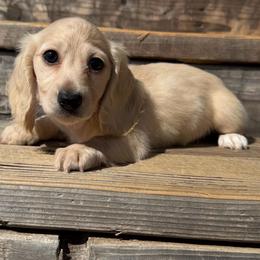 Benjamin (PET ONLY) - Cream male Dachshund puppy in Muldrow, Oklahoma from Sassy Sausage Dogs