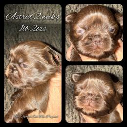 Astrid - Chocolate female Shih Tzu puppy in Maize, Kansas from Air Capital Shih Tzu Puppies