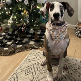 Great Dane Puppies from Phoenix Family Danes