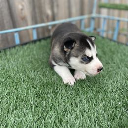 Siberian Husky Puppies from Husky Love and Pups