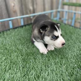 Siberian Husky Puppies from Husky Love and Pups