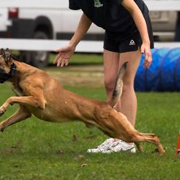 Sporty Mixes from trueWE$T Working Dogs