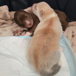 Pomsky Puppies from White Horse Pomsky's