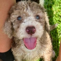 Pluto - Red merle male Aussiedoodle puppy in Denton, Maryland from Royal Conron Doodles