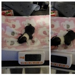 Angel - Black and tan brindle female Havanese puppy in Cuba, Missouri from Bouncy Bubbly Havanese