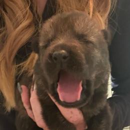 Pink collar - Sable female German Shepherd puppy in Canterbury, Connecticut from Nachtwaechter German Shepherds, LLC
