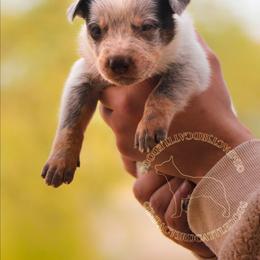 Brisby (ASDR) - Red speckled male Australian Cattle Dog puppy in Marana, Arizona from Impact 3rd Australian Cattle Dogs