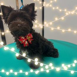 Whiskey - Liver male Yorkshire Terrier puppy in Dierks, Arkansas from Yorkie’s Klassie Kreations